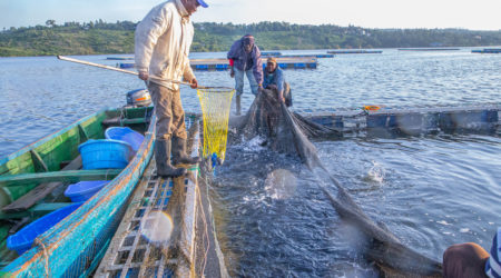 Why we Invested: AquaRech is unlocking the potential of smallholder fish farmers in Kenya