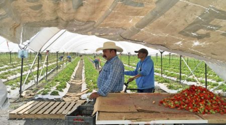 Why we partnered with Nuup: Improving livelihoods for small-scale farming in Mexico through digitalization