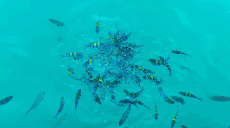 Si tienes una idea de negocio con impacto positivo en la vida marina, esto te interesa