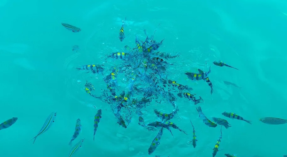 Esta incubadora busca potenciar proyectos que generen impacto positivo en ecosistemas marinos y costeros. (freepik.es)